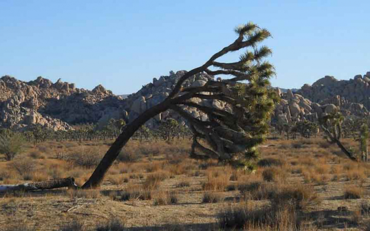 A Joshua Tree leans far to the right, apparently from being worn by wind. There are rocky mountains in the background.